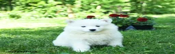 Samoyed dogs for sale: Marshmallow - Ad 3