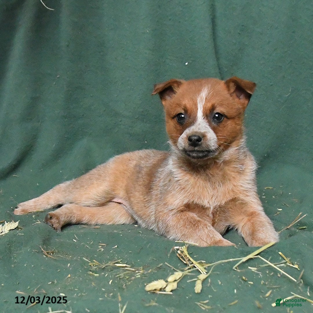 Australian Cattle Dog dogs for sale: Opal - Ad 2