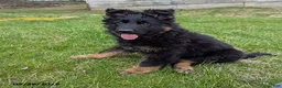 German Shepherd dogs for sale: Beauty - Ad 4
