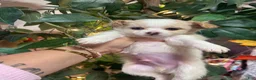 Chihuahua dogs for sale: Chihuahua 2 - Ad 3
