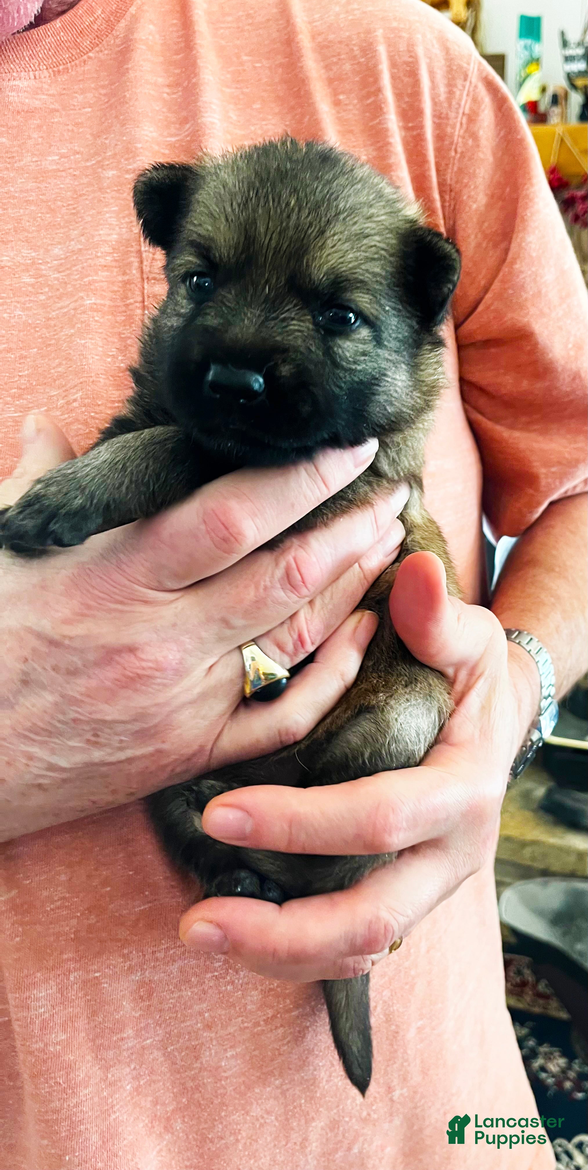 German Shepherd dogs Blue Girl - Ad 41