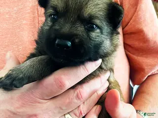 German Shepherd dogs Blue Girl - Ad 41