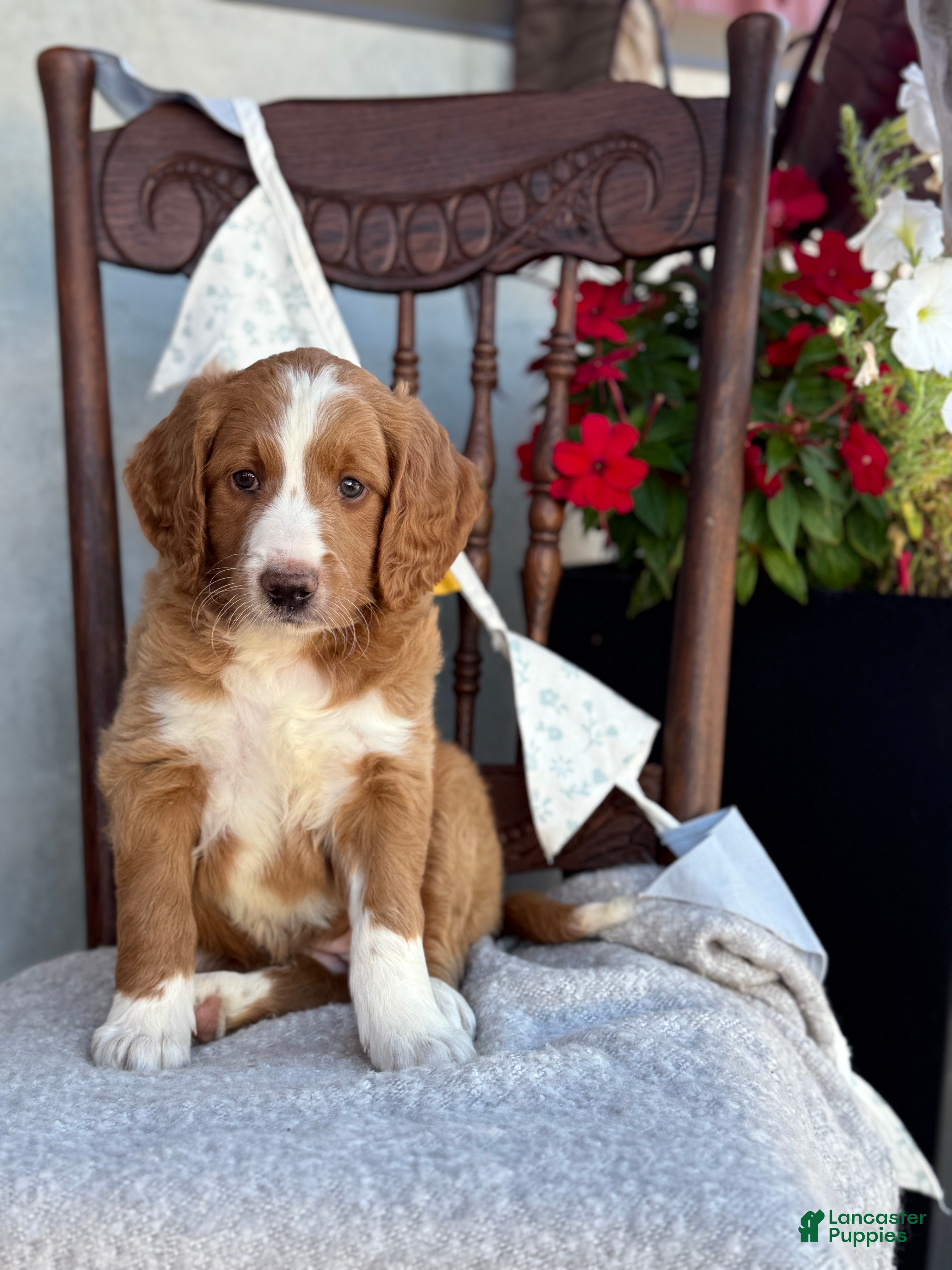Goldendoodle dogs Corrie - Ad 1