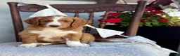 Goldendoodle dogs for sale: Corrie - Ad 1