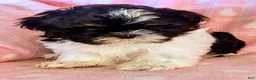 Shih Tzu dogs for sale: Sam - Ad 4