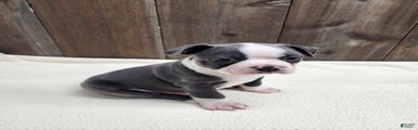 Boston Terrier Puppy 3