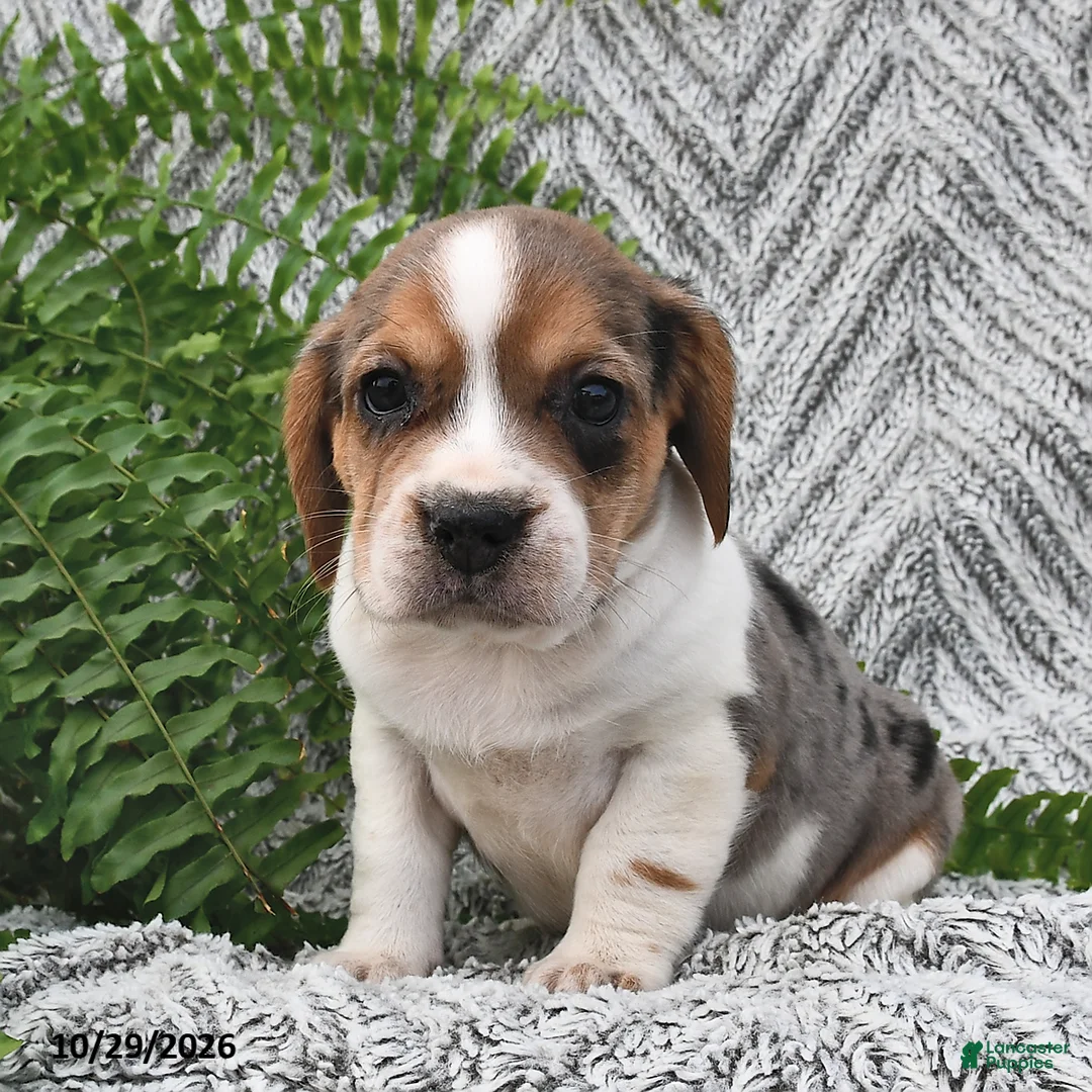 Mixed Breed dogs for sale: Lula  - Ad 2