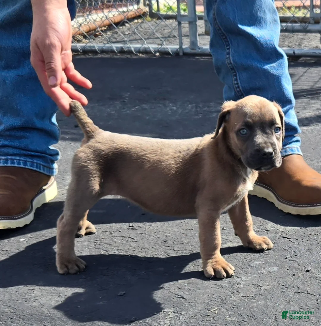 Mixed Breed dogs for sale: Hawks Angel - Ad 1