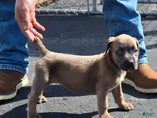 Mixed Breed dogs Hawks Angel - Ad 16