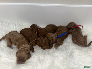 Goldendoodle dogs Brown - Ad 8