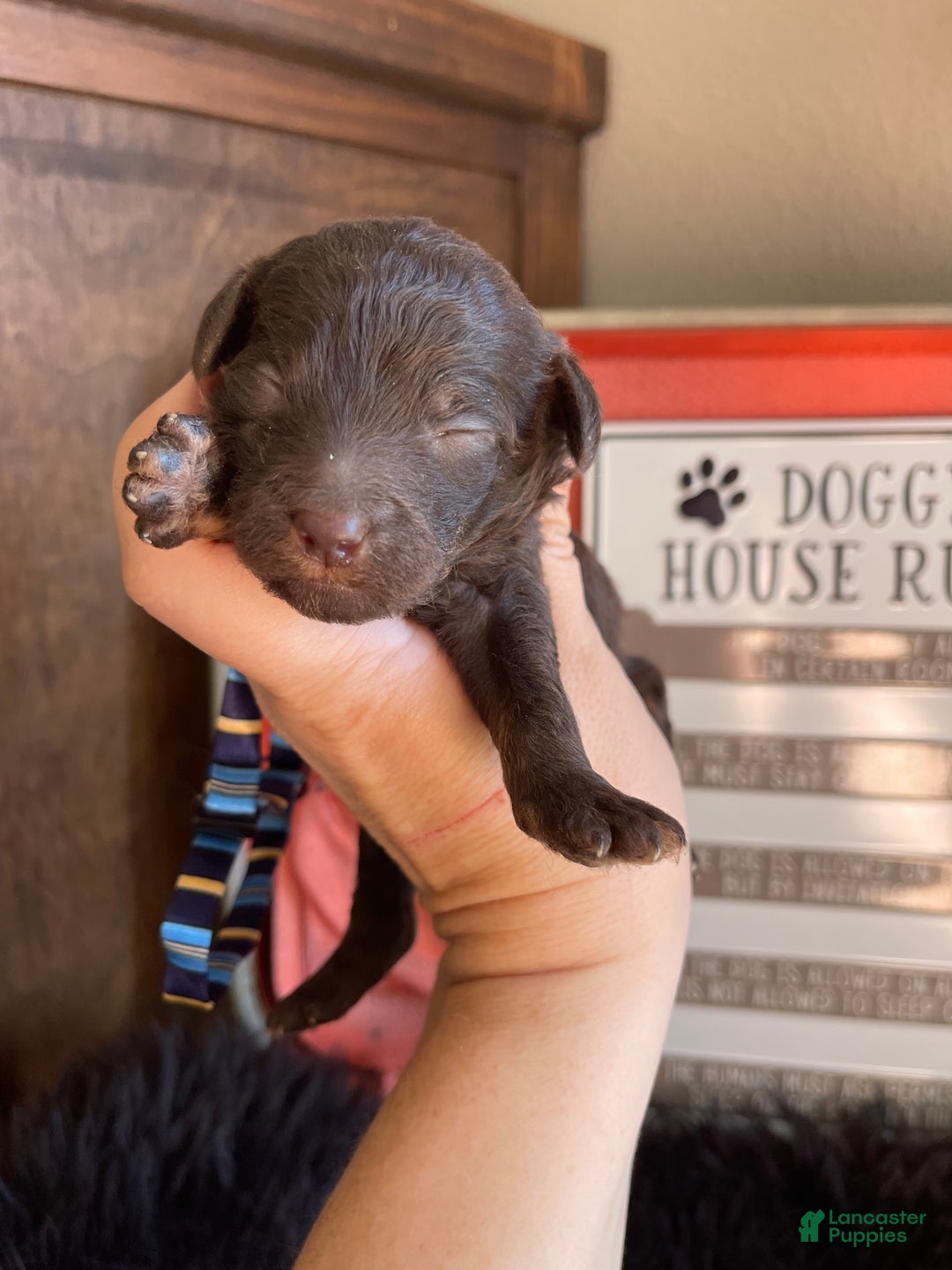 Miniature Poodle dogs for sale: Akc Clear Chocolate Phantom Boy 2 - Ad 13