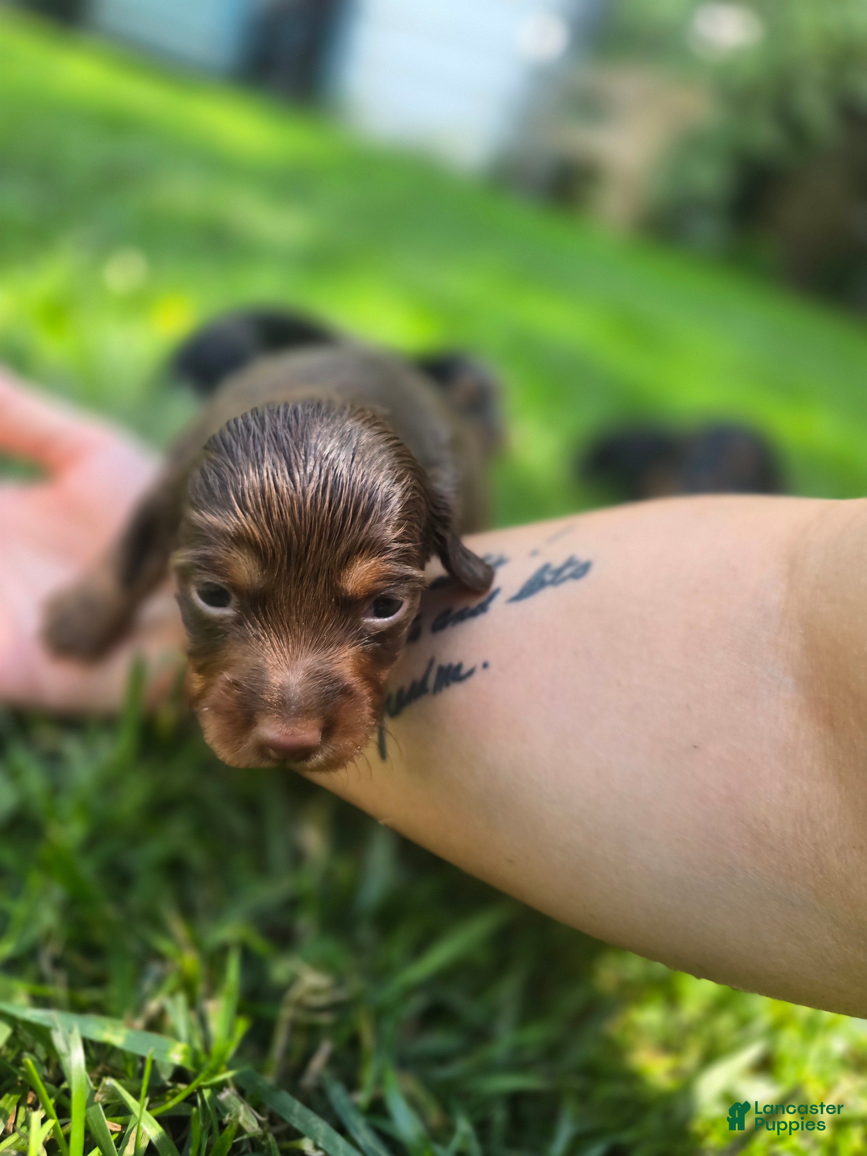 Mixed Breed dogs for sale: Maple - Ad 4
