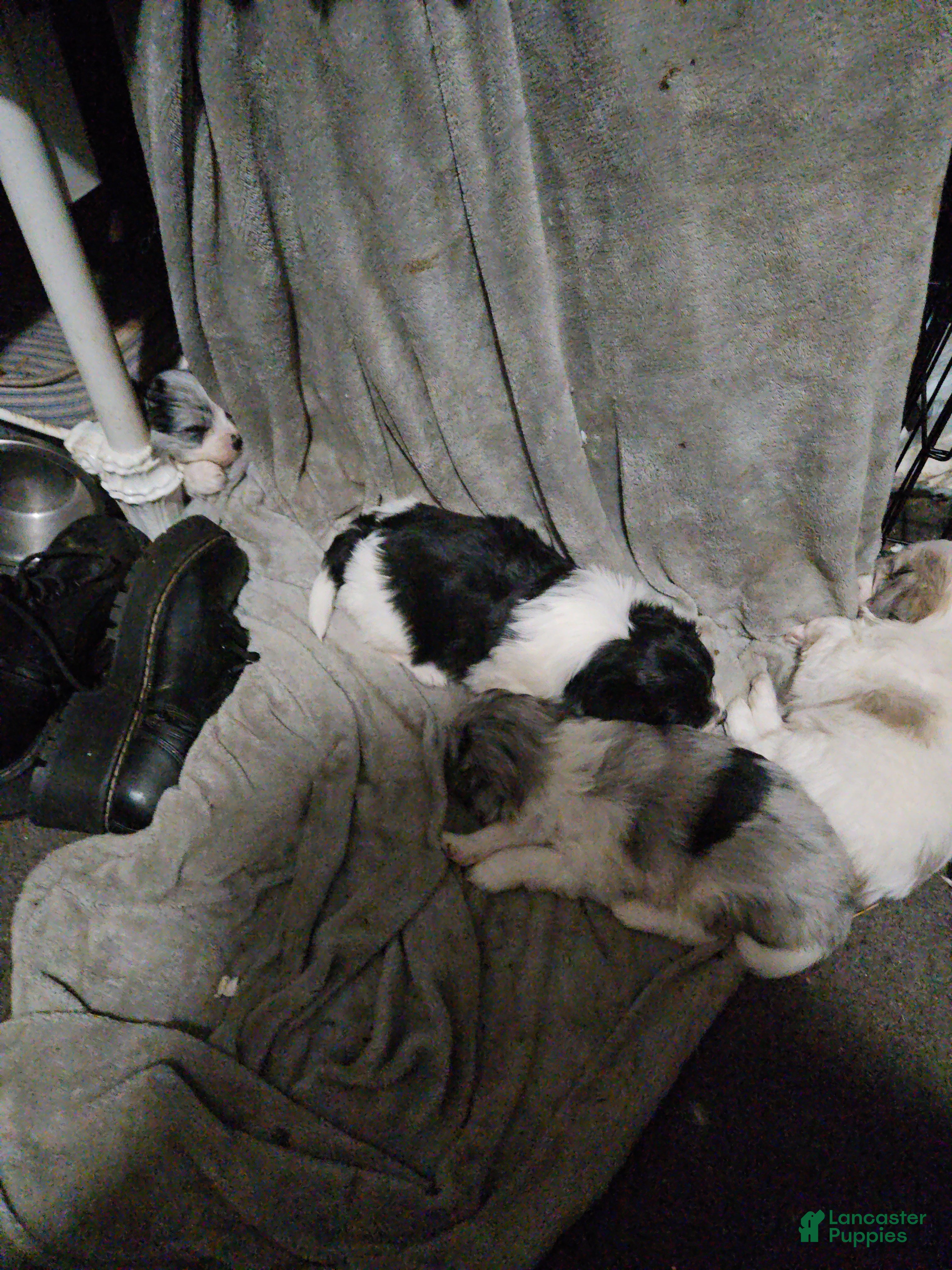 Mixed Breed dogs Mixed Breed Puppy 6 - Ad 27