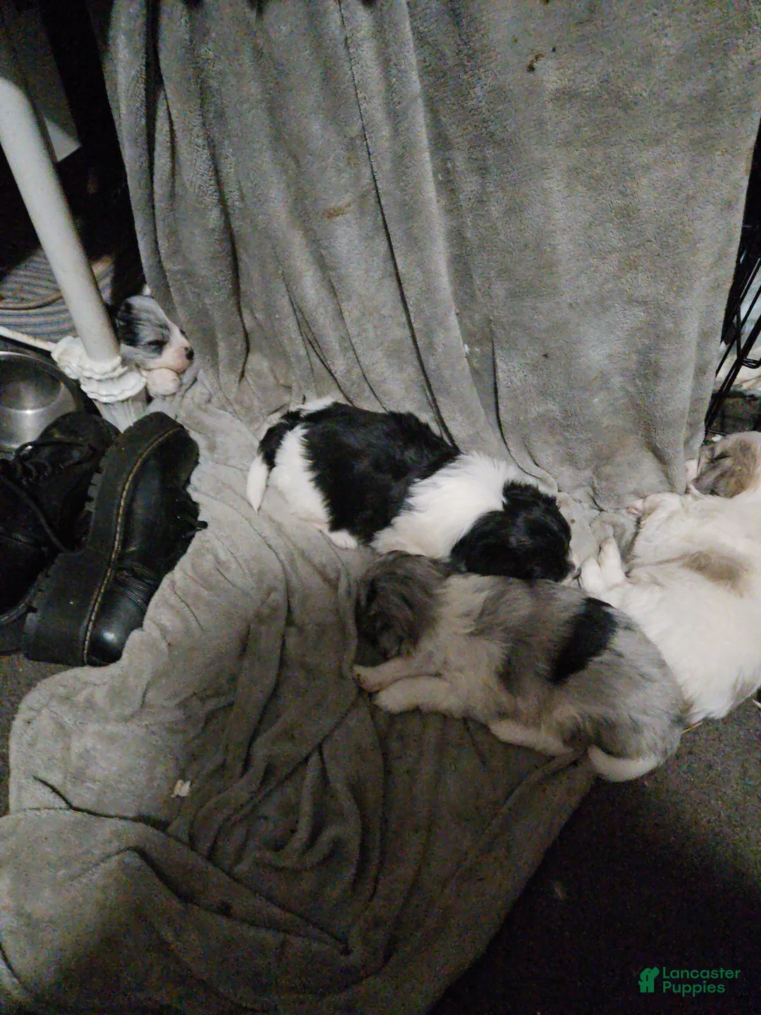 Mixed Breed dogs for sale: Mixed Breed Puppy 6 - Ad 1