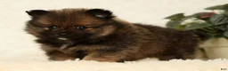 Pomeranian dogs for sale: Cookie - Ad 6