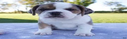 Beabull dogs for sale: Adele - Ad 5