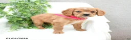 Miniature Golden Retriever dogs for sale: Sharon - Ad 1