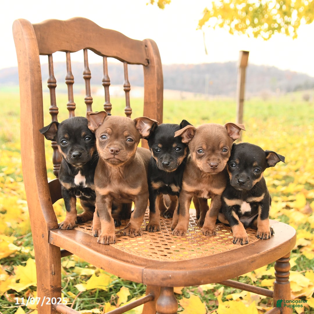 Chihuahua dogs for sale: Freddie - Ad 5