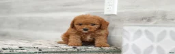Cavapoo dogs for sale: Ace - Ad 4