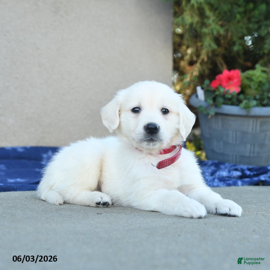 Golden Retriever dogs for sale: Fido - Ad 3