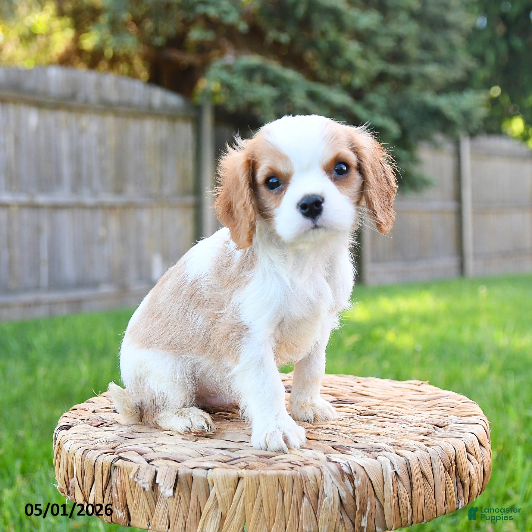 Cavalier King Charles Spaniel dogs for sale: Alex - Ad 3