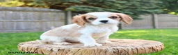 Cavalier King Charles Spaniel dogs for sale: Alex - Ad 1