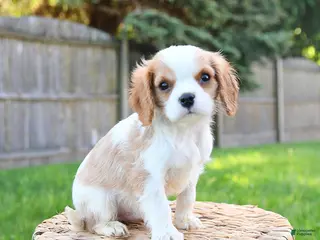 Cavalier King Charles Spaniel dogs for sale: Alex - Ad 3