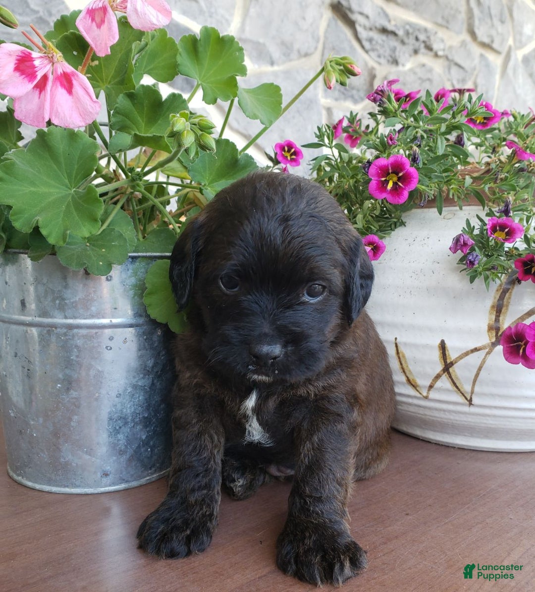 Mixed Breed dogs for sale: Topsy - Ad 2