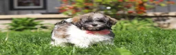 Havanese dogs for sale: Susie - Ad 5