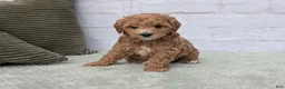 Mini Goldendoodle dogs for sale: Mia - Ad 5