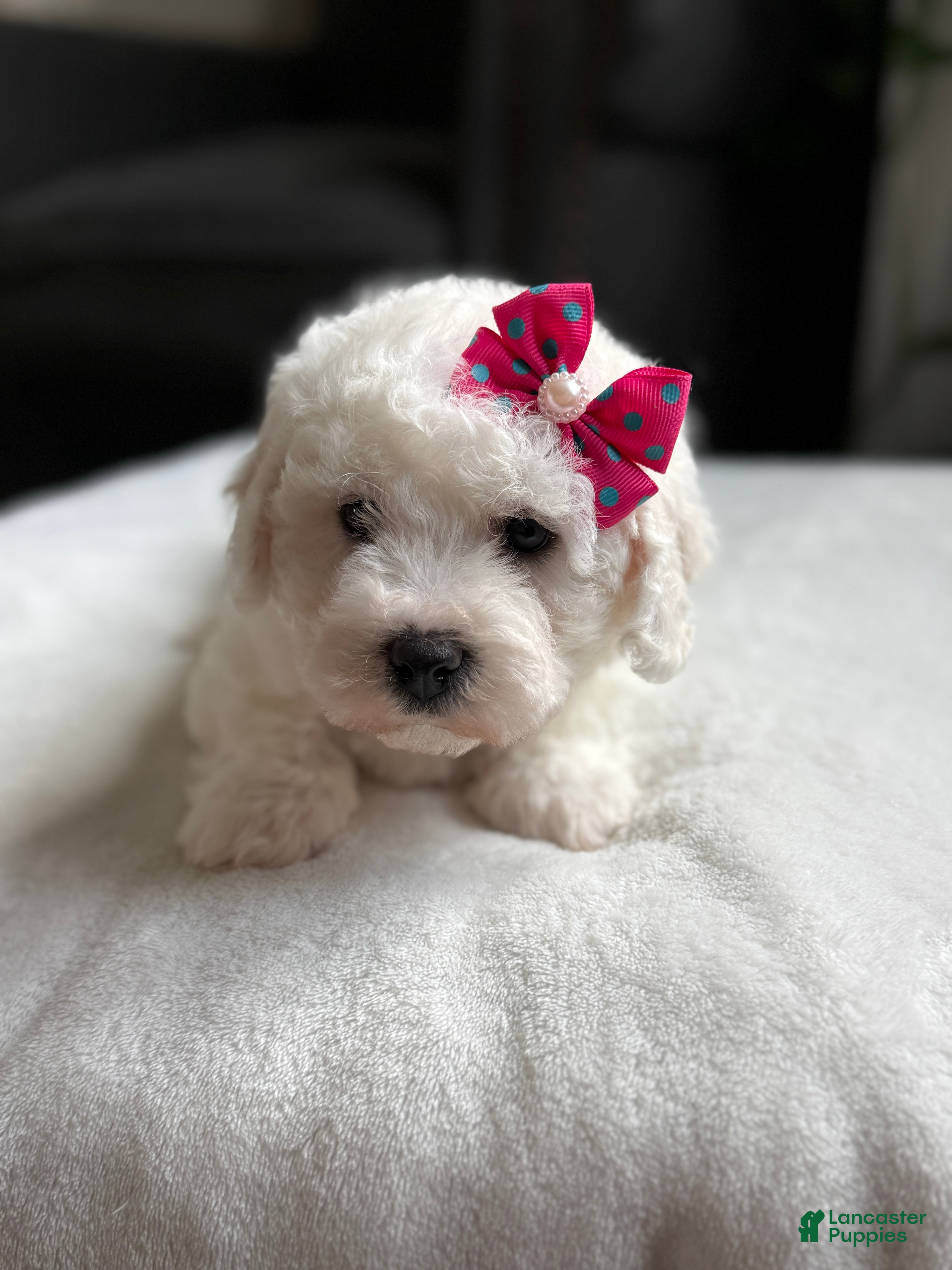 Bichon Frise dogs 🍀 Clover 🍀 AKC - Ad 2