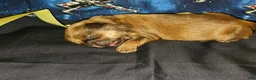 Mixed Breed dogs for sale: Obi Wan Paw-nobi  - Ad 5