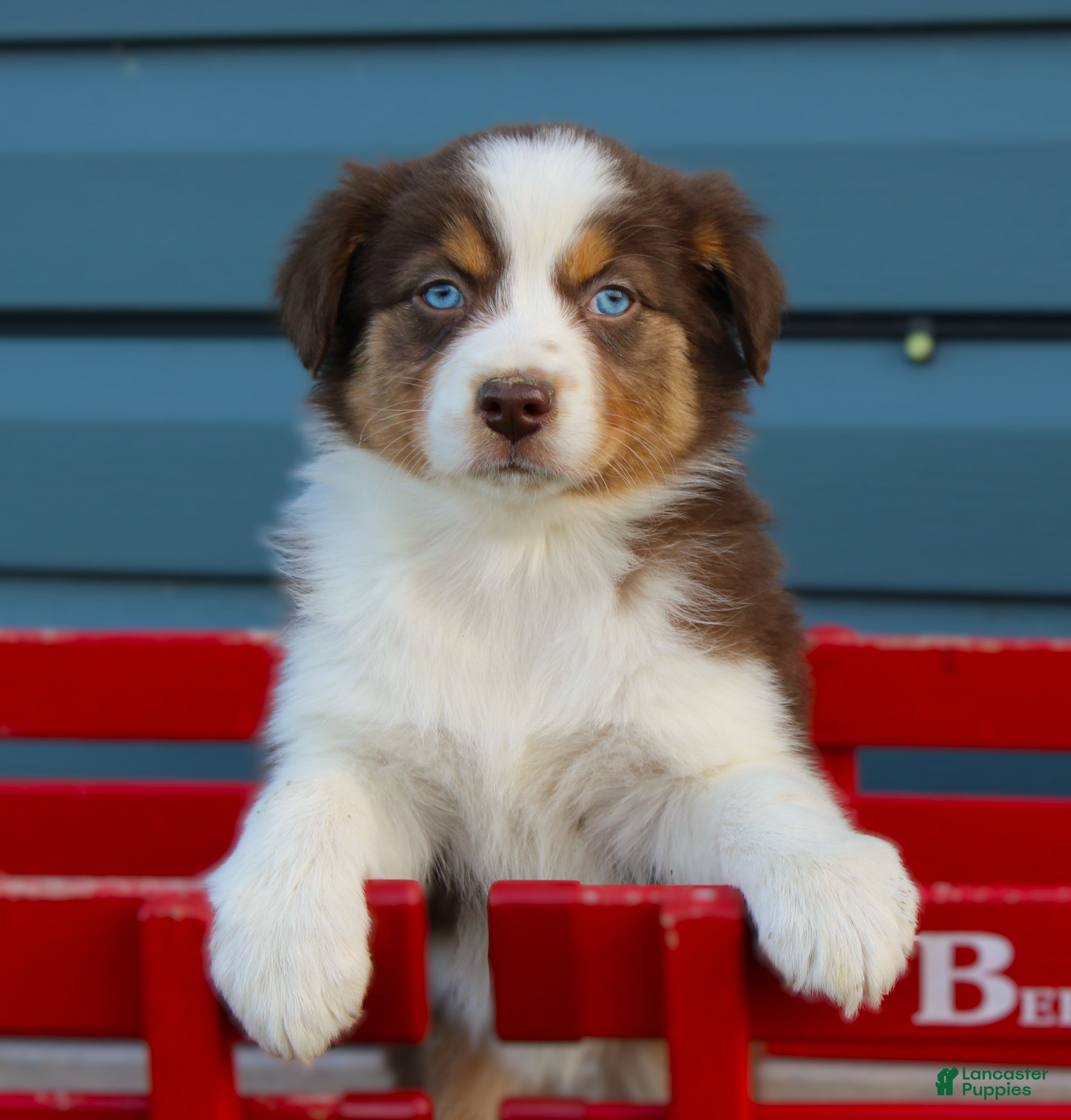 Australian Shepherd dogs Rose - Ad 1
