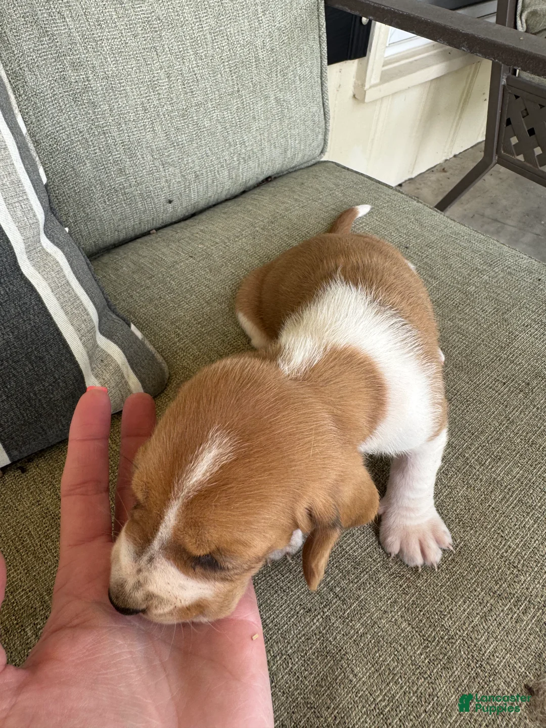 Basset Hound dogs for sale:  Puppy 1 - Ad 2