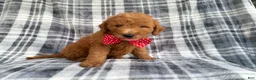 Mini Goldendoodle dogs for sale: Logan - Ad 3