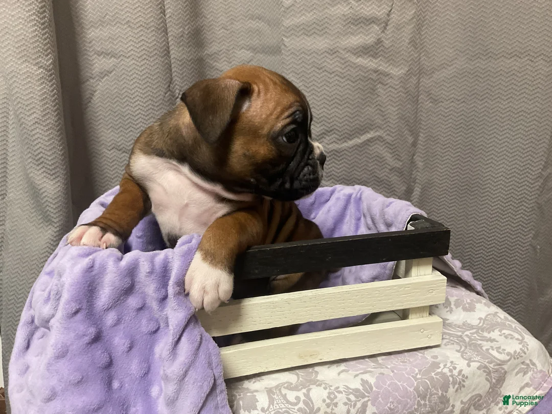 Boxer dogs for sale: 🌼 DAISY - Ad 6