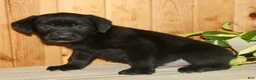 Labrador Retriever dogs for sale: Tucker - Ad 2