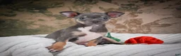 Chihuahua dogs for sale: Curby - Ad 11
