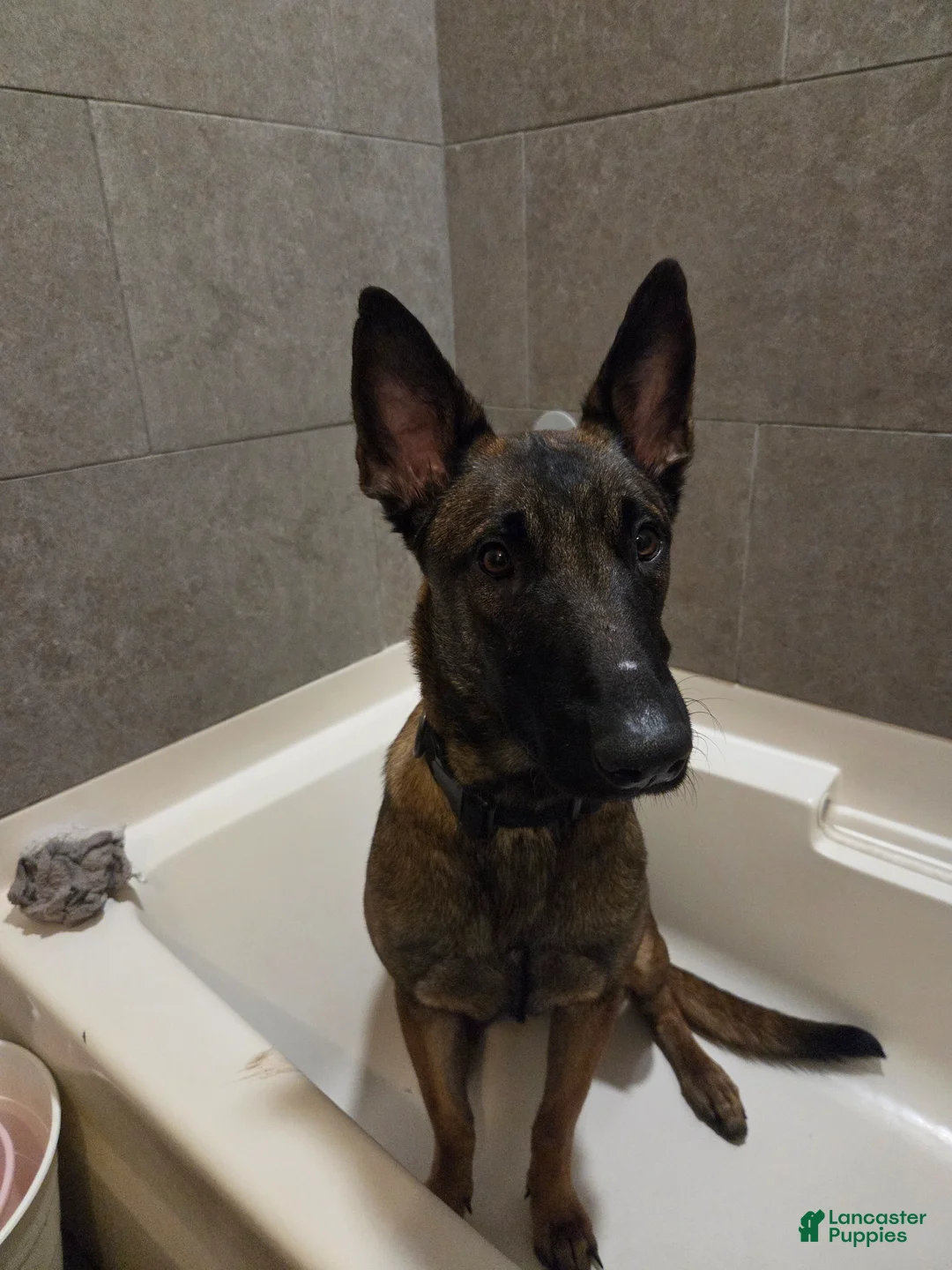 Mixed Breed dogs for sale: Thor - Ad 2