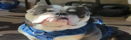 English Bulldog dogs for sale: Zia  - Ad 4