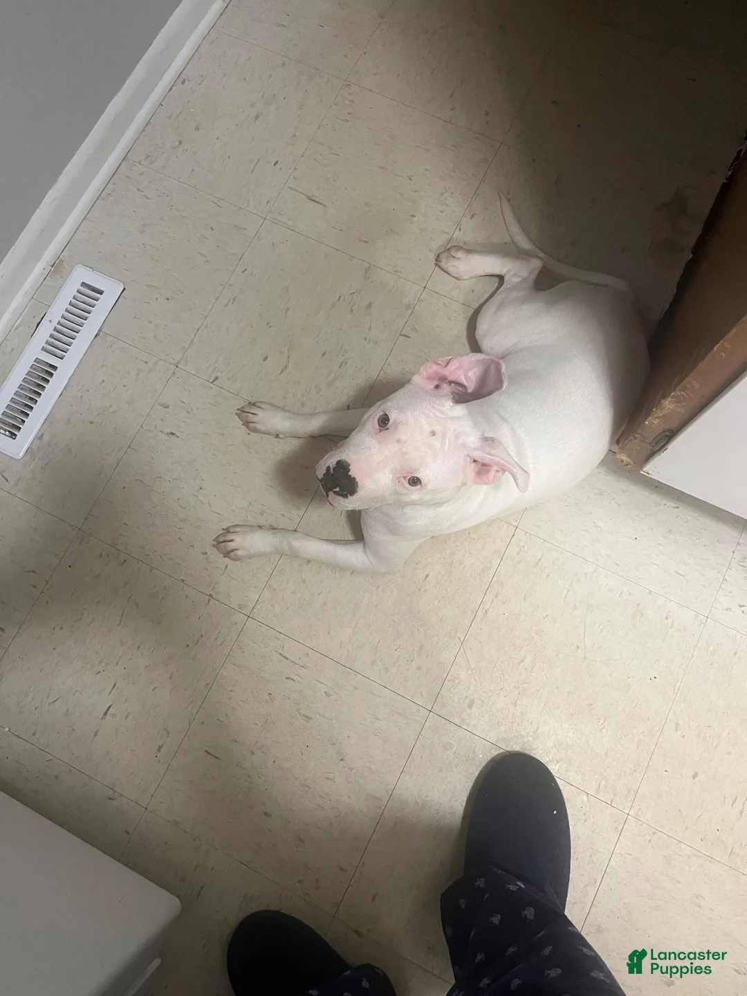Mixed Breed dogs for sale: Mixed Breed 1 - Ad 1
