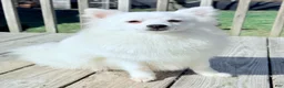 American Eskimo dogs for sale: Briar - Ad 6
