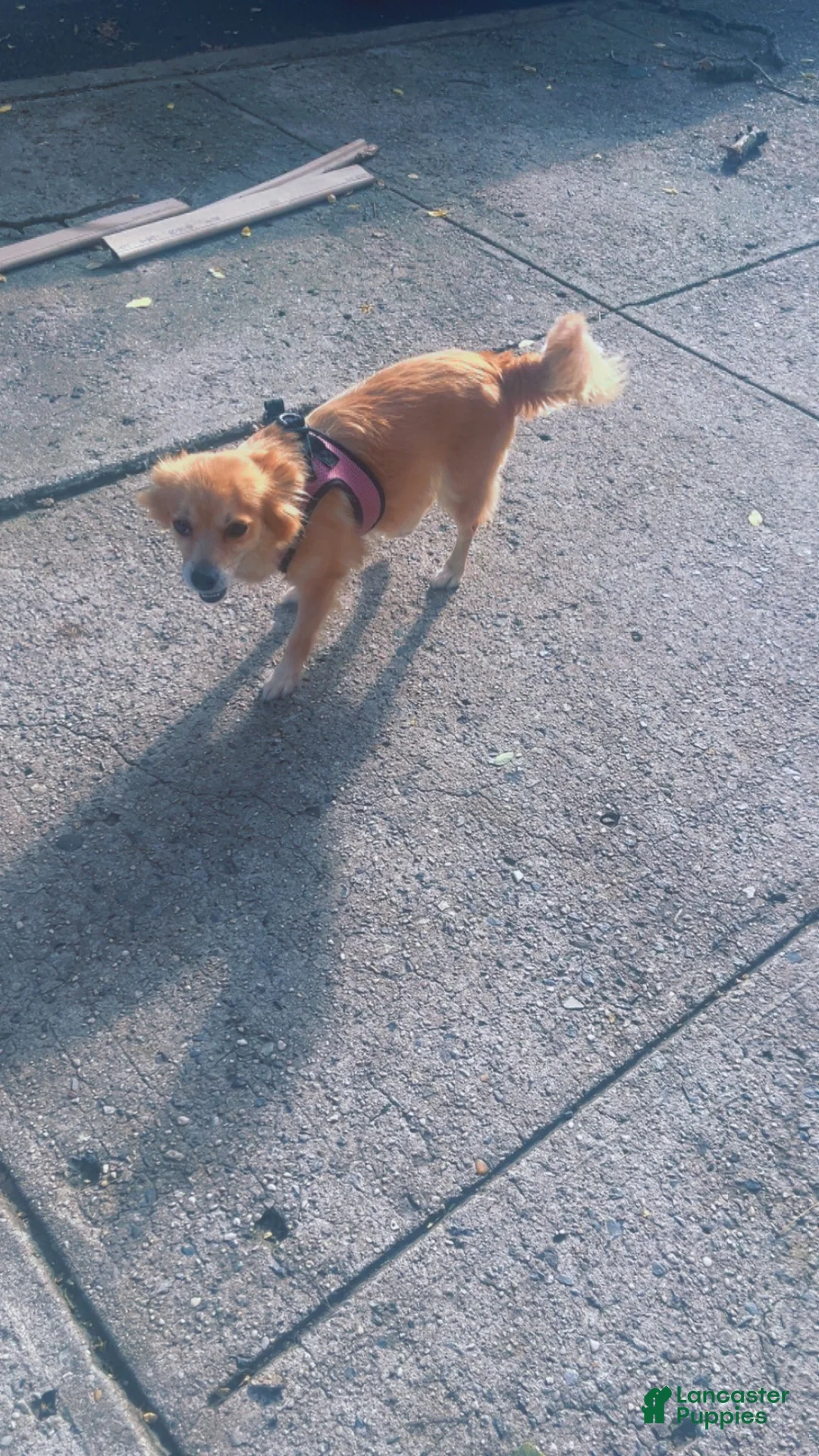 Pomchi dogs for sale: Pomchi 1 - Ad 2