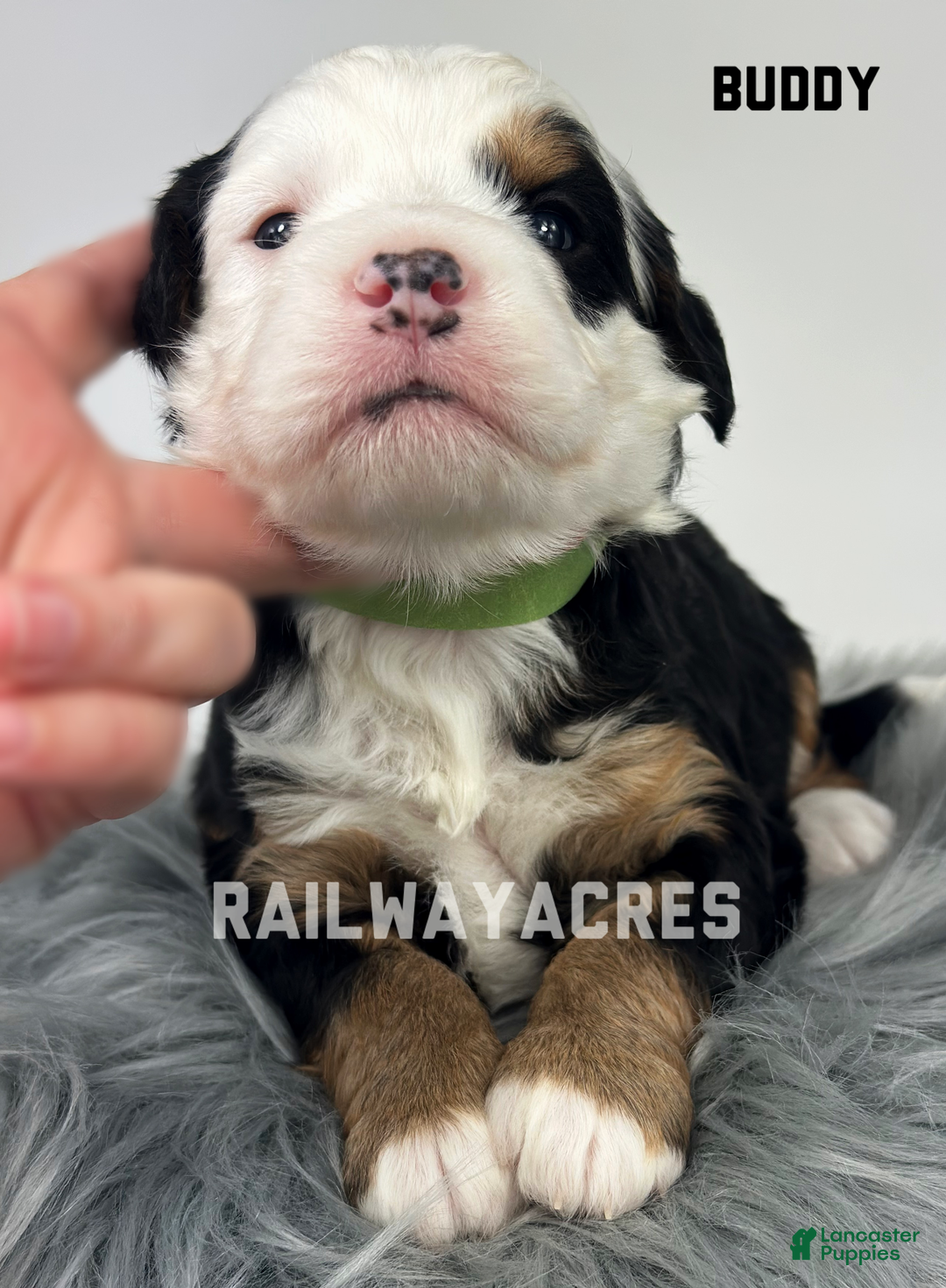 Mixed Breed dogs for sale: Buddy - Ad 2