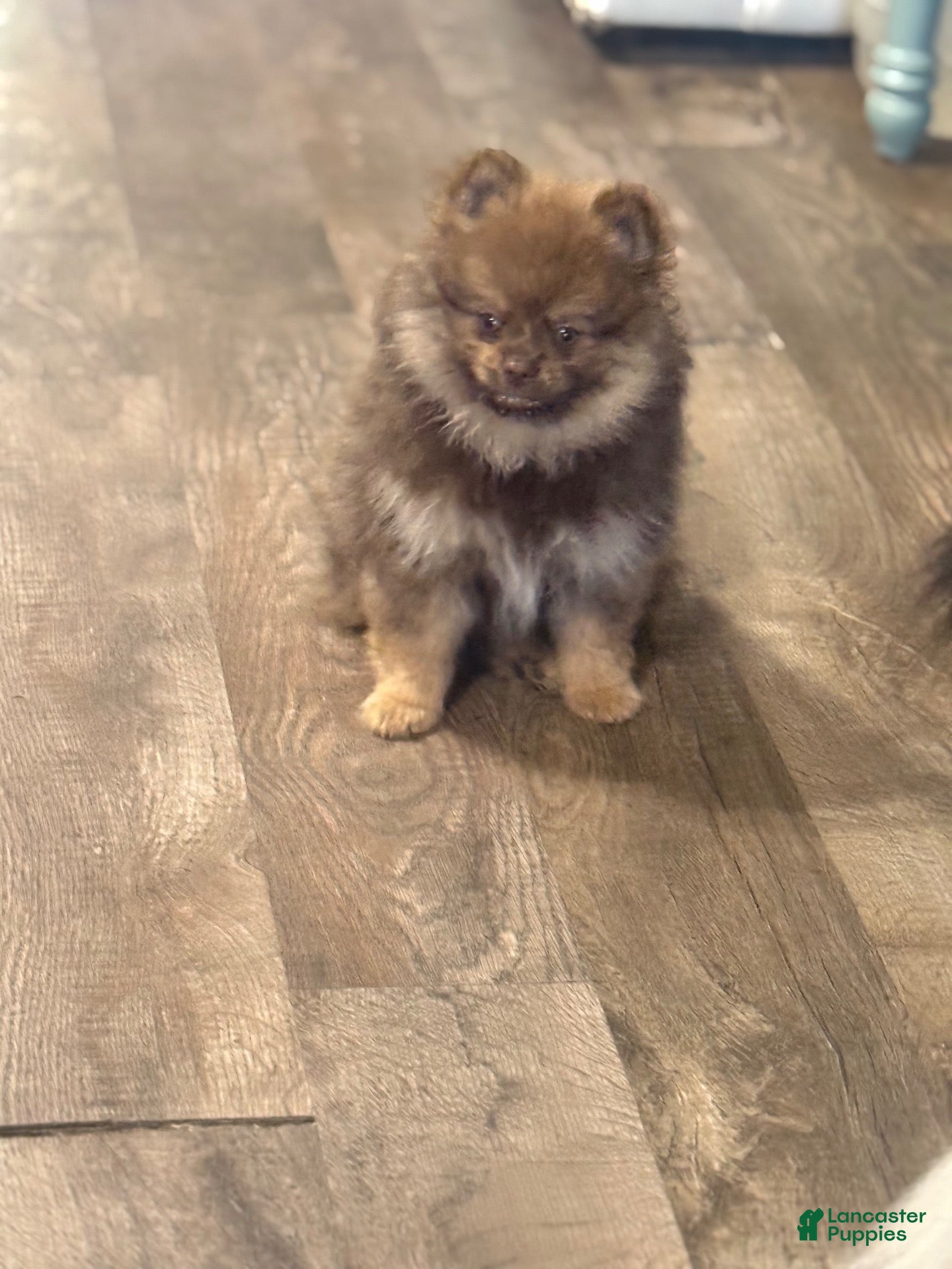 Pomeranian dogs for sale: Hershey - Ad 1