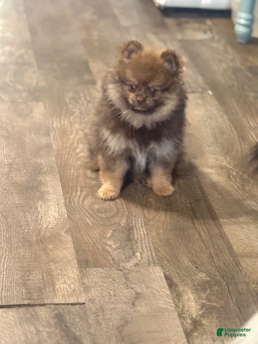 Pomeranian dogs for sale: Hershey - Ad 1