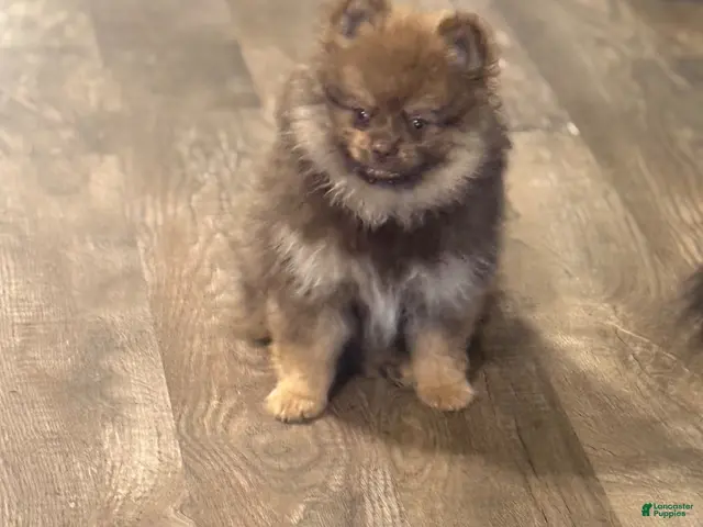 Pomeranian dogs for sale: Hershey - Ad 1