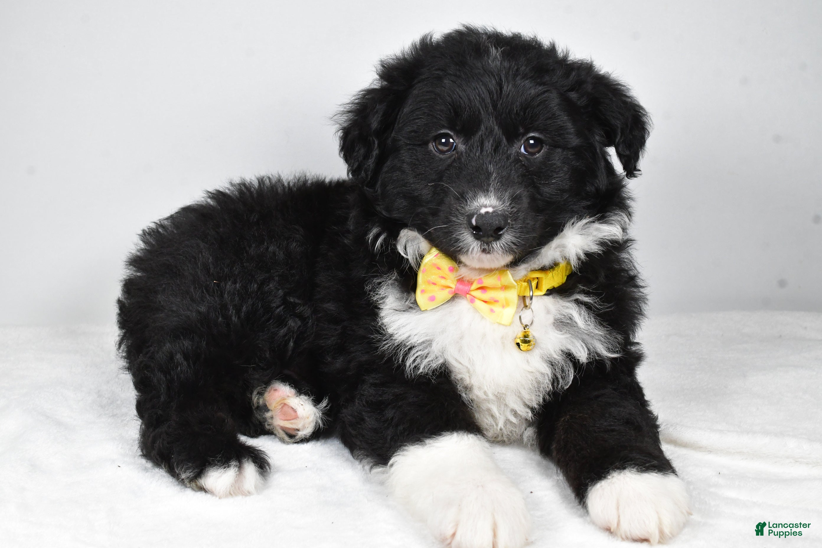 Mixed Breed dogs Poochie - Ad 7