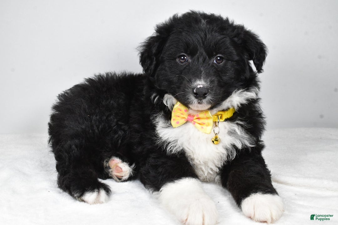 Mixed Breed dogs for sale: Poochie - Ad 1