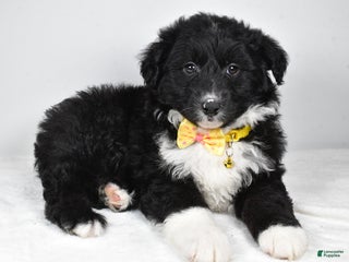 Mixed Breed dogs Poochie - Ad 3